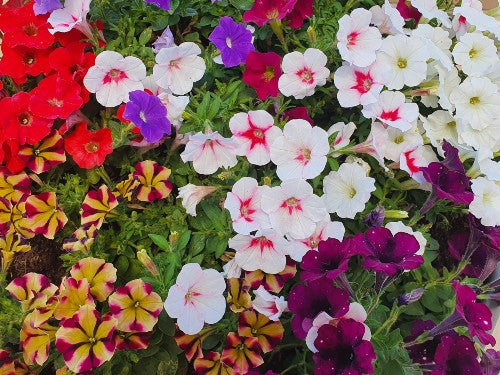 Flower Placemat