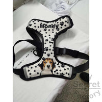 Set Pet Harness & Leash